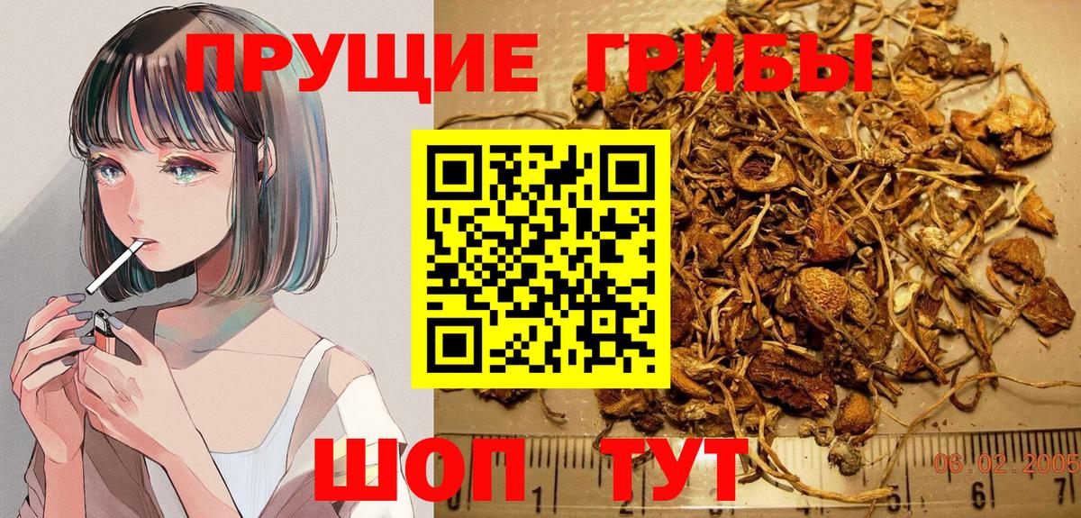 Галлюциногенные грибы Psilocybe Луховицы